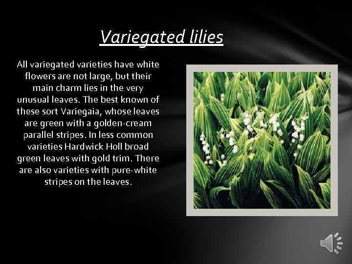 Variegated lilies All variegated varieties have white flowers are not large, but their main