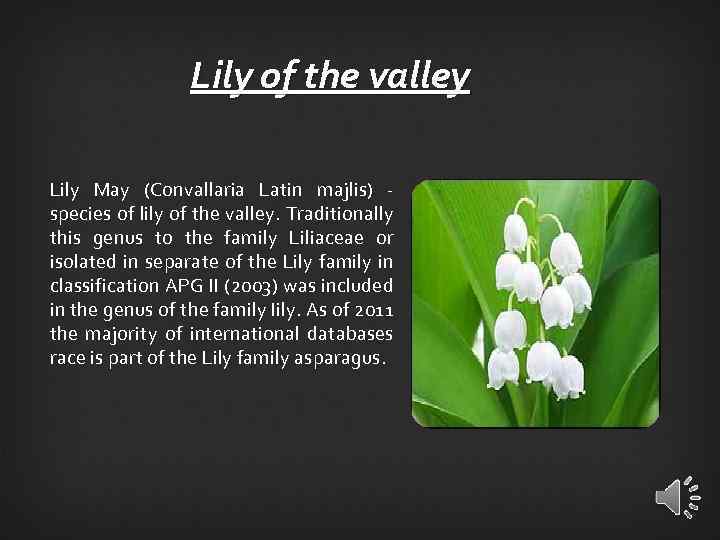 Lily of the valley Lily May (Convallaria Latin majlis) - species of lily of