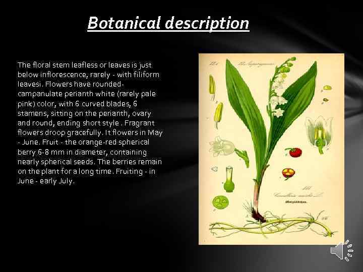 Botanical description The floral stem leafless or leaves is just below inflorescence, rarely -