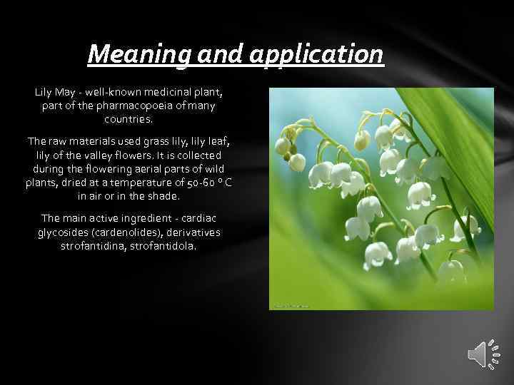 Meaning and application Lily May - well-known medicinal plant, part of the pharmacopoeia of