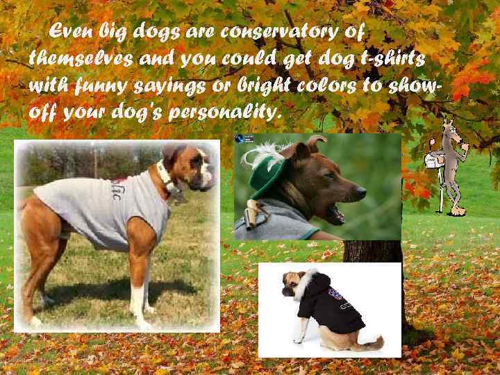 Even big dogs are conservatory of themselves and you could get dog t-shirts with