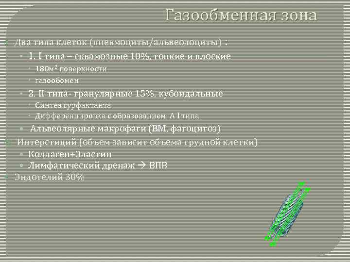 Газообменная зона Два типа клеток (пневмоциты/альвеолоциты) : • 1. I типа – сквамозные 10%,