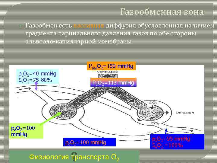 Газообменная зона Газообмен есть пассивная диффузия обусловленная наличием градиента парциального давления газов по обе