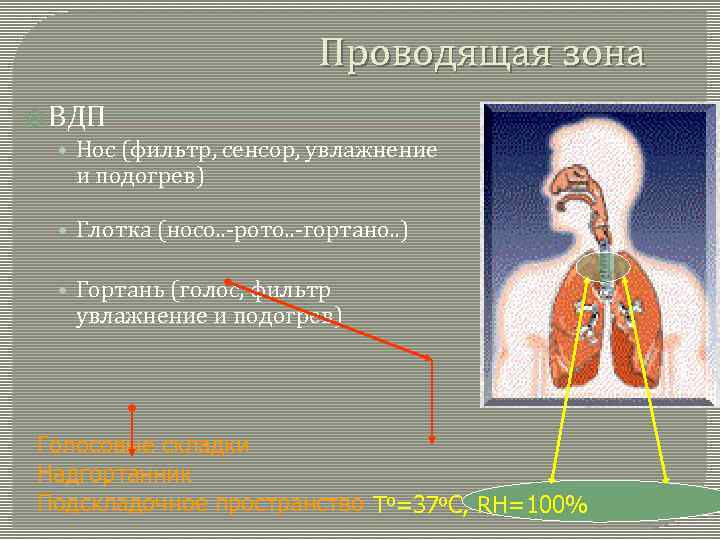 Проводящая зона ВДП • Нос (фильтр, сенсор, увлажнение и подогрев) • Глотка (носо. .