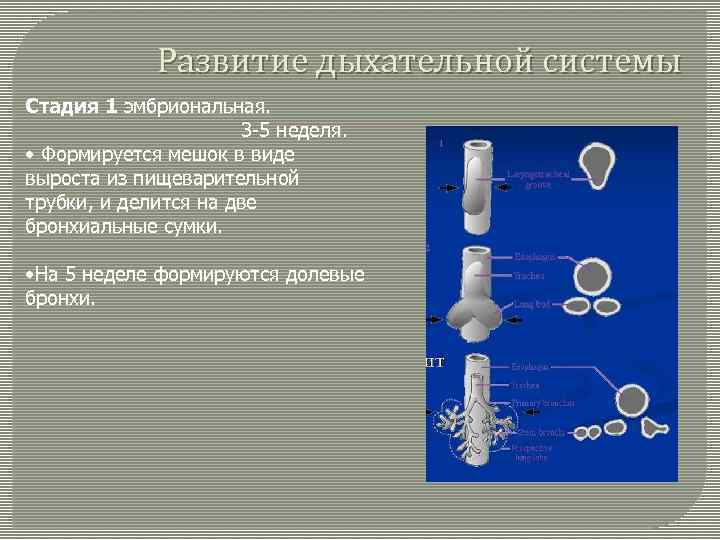 1 развитие органов дыхания