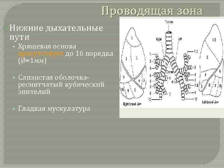 Проводящая зона Нижние пути дыхательные • Хрящевая основа присутствует до 16 порядка (Ø=1 мм)