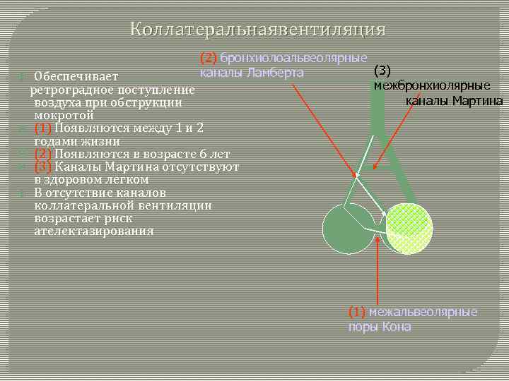 Коллатеральнаявентиляция (2) бронхиолоальвеолярные (3) каналы Ламберта Обеспечивает межбронхиолярные ретроградное поступление каналы Мартина воздуха при