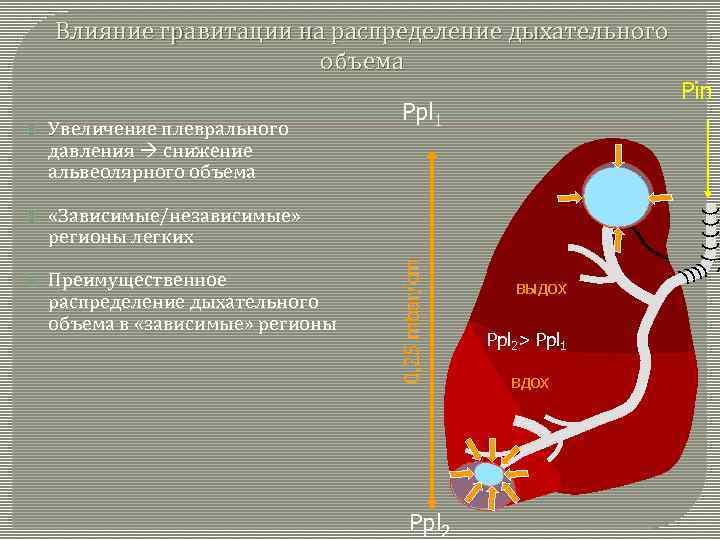 Влияние гравитации на распределение дыхательного объема Увеличение плеврального давления снижение альвеолярного объема «Зависимые/независимые» регионы