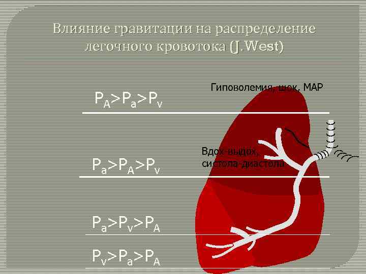 Влияние гравитации на распределение легочного кровотока (J. West) PA>Pa>Pv Pa>PA>Pv Pa>Pv>PA Pv>Pa>PA Гиповолемия, шок,