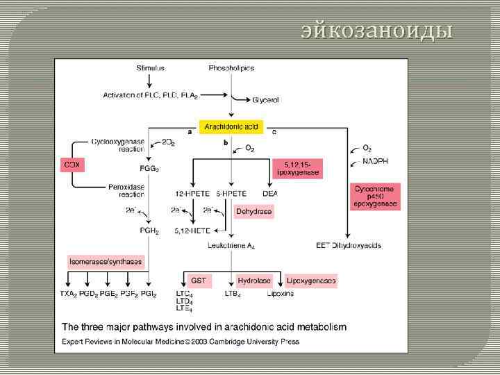 Эйкозаноиды биохимия презентация