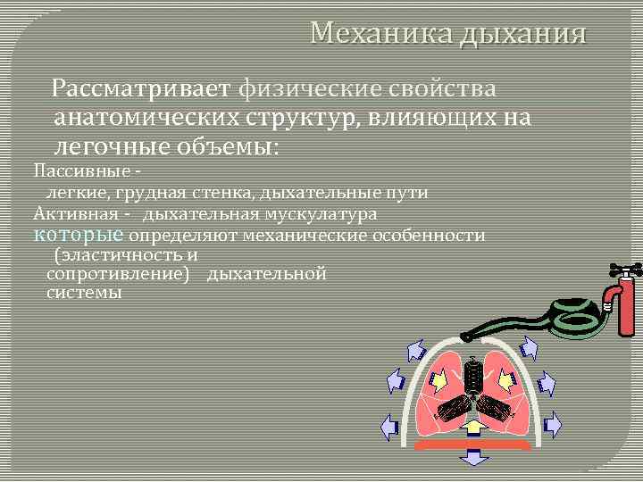 Механика дыхания Рассматривает физические свойства анатомических структур, влияющих на легочные объемы: Пассивные легкие, грудная