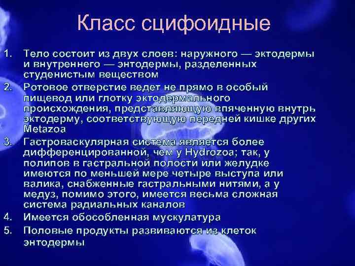 Класс сцифоидные 1. Тело состоит из двух слоев: наружного — эктодермы и внутреннего —