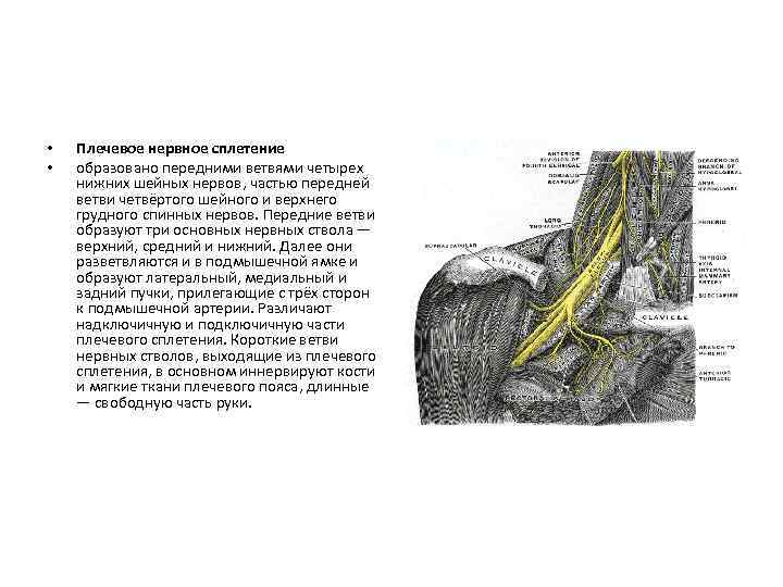  • • Плечевое нервное сплетение образовано передними ветвями четырех нижних шейных нервов, частью