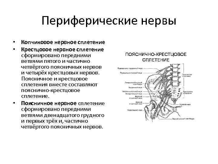 Нервы и нервные сплетения