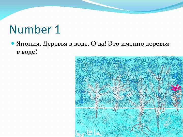 Number 1 Япония. Деревья в воде. О да! Это именно деревья в воде! 