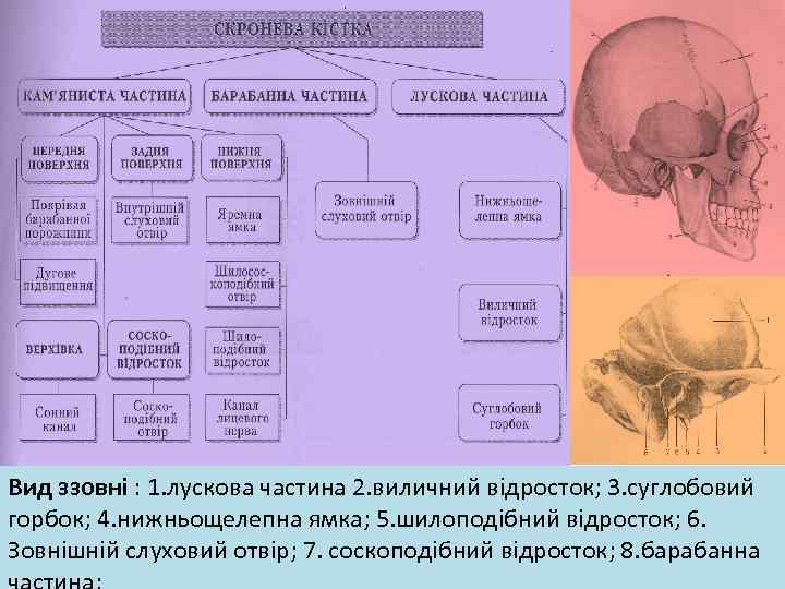 Вид ззовні : 1. лускова частина 2. виличний відросток; 3. суглобовий горбок; 4. нижньощелепна