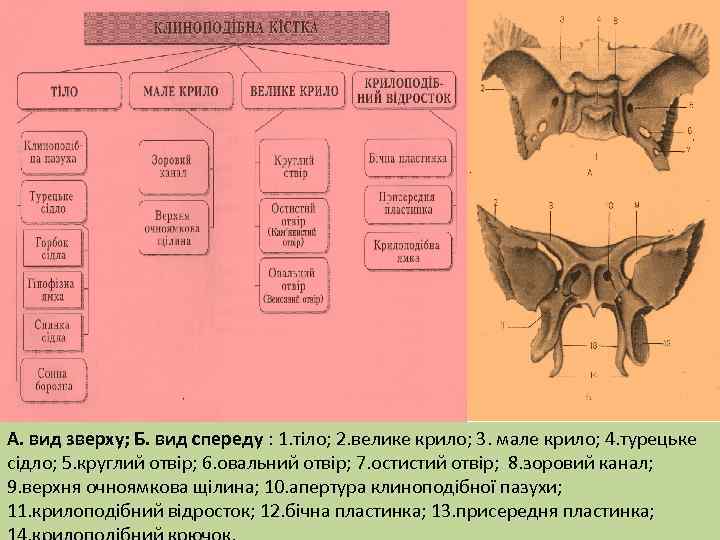 А. вид зверху; Б. вид спереду : 1. тіло; 2. велике крило; 3. мале