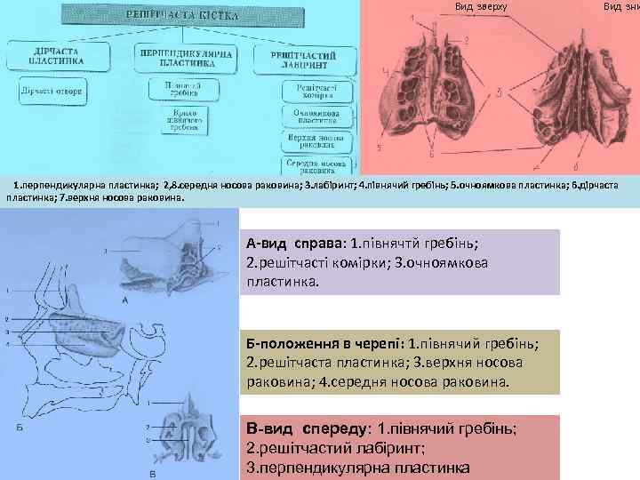 Вид зверху Вид зни 1. перпендикулярна пластинка; 2, 8. середня носова раковина; 3. лабіринт;