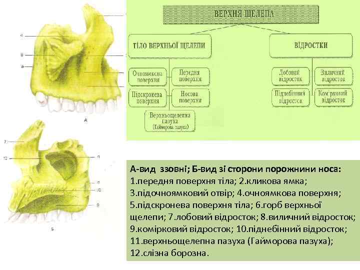 А-вид ззовні; Б-вид зі сторони порожнини носа: 1. передня поверхня тіла; 2. кликова ямка;