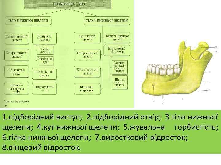 1. підборідний виступ; 2. підборідний отвір; 3. тіло нижньої щелепи; 4. кут нижньої щелепи;