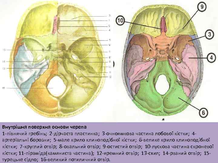 Внутрішня поверхня основи черепа 1 -півнячий гребінь; 2 -дірчаста пластинка; 3 -очноямкова частина лобової