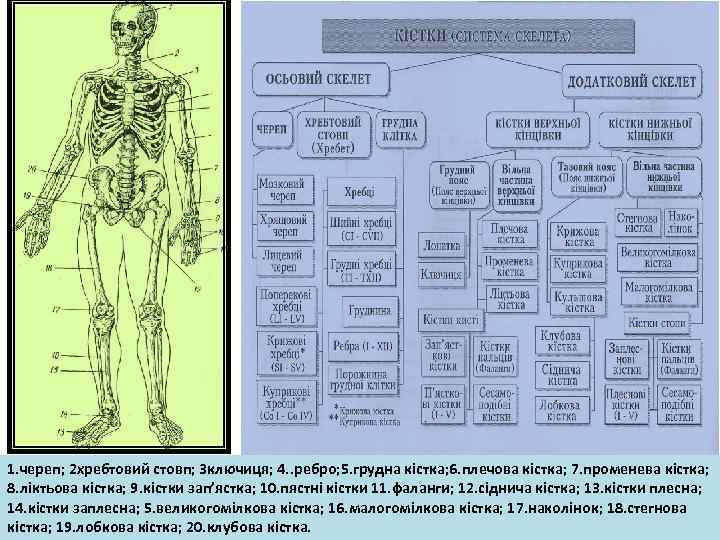 1. череп; 2 хребтовий стовп; 3 ключиця; 4. . ребро; 5. грудна кістка; 6.