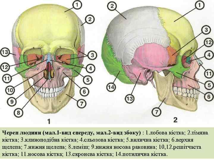 Череп людини (мал. 1 -вид спереду, мал. 2 -вид збоку) : 1. лобова кістка;