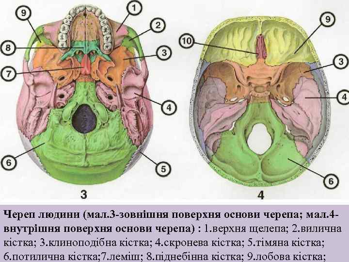 Череп людини (мал. 3 -зовнішня поверхня основи черепа; мал. 4 внутрішня поверхня основи черепа)