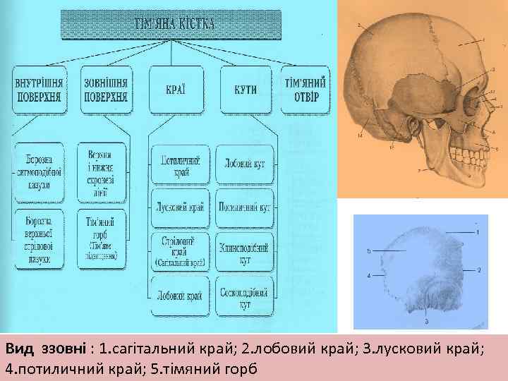 Вид ззовні : 1. сагітальний край; 2. лобовий край; 3. лусковий край; 4. потиличний