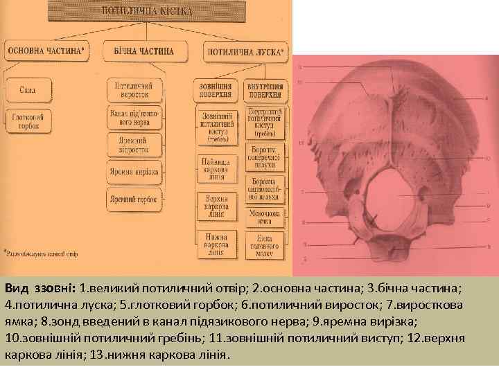 Вид ззовні: 1. великий потиличний отвір; 2. основна частина; 3. бічна частина; 4. потилична