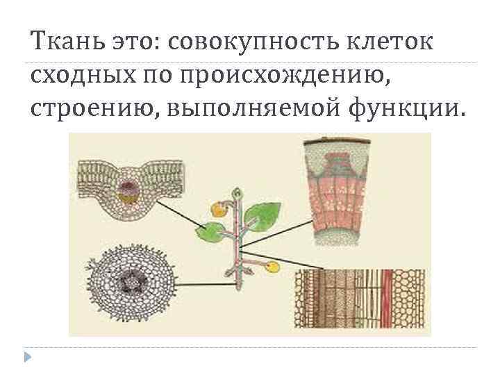Ткань это: совокупность клеток сходных по происхождению, строению, выполняемой функции. 