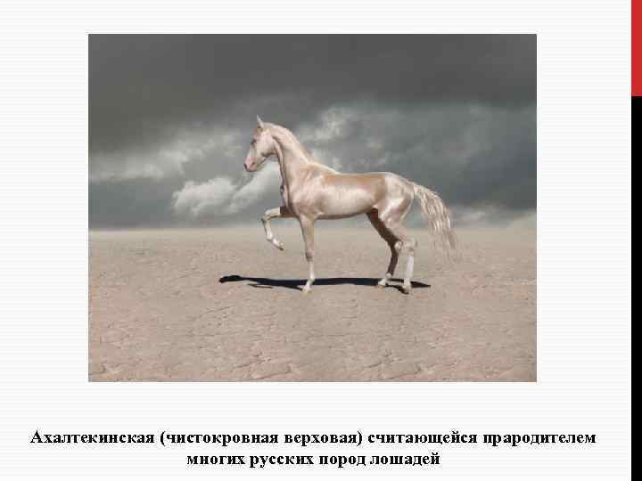 Ахалтекинская (чистокровная верховая) считающейся прародителем многих русских пород лошадей 
