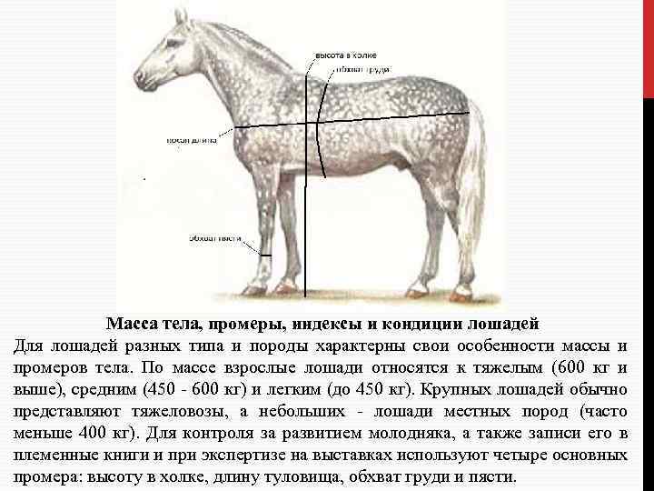 Масса тела, промеры, индексы и кондиции лошадей Для лошадей разных типа и породы характерны