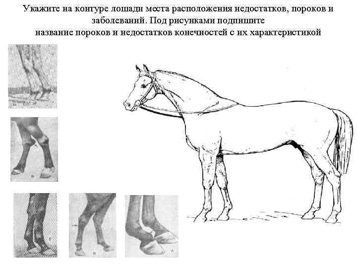 Укажите на контуре лошади места расположения недостатков, пороков и заболеваний. Под рисунками подпишите название