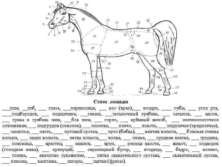Стати лошади: ___уши, __лоб, ___ глаза, ___переносица, ___ нос (храп), ___ ноздри, ____ губы,