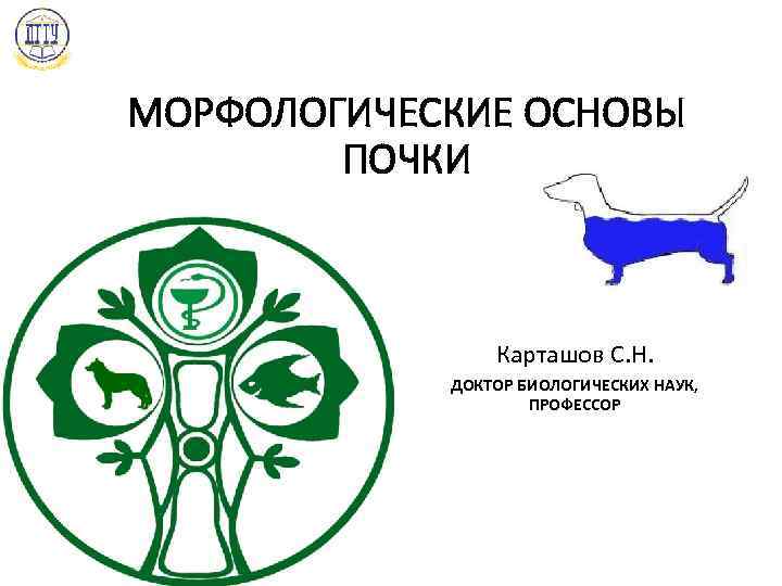 МОРФОЛОГИЧЕСКИЕ ОСНОВЫ ПОЧКИ Карташов С. Н. ДОКТОР БИОЛОГИЧЕСКИХ НАУК, ПРОФЕССОР 1 