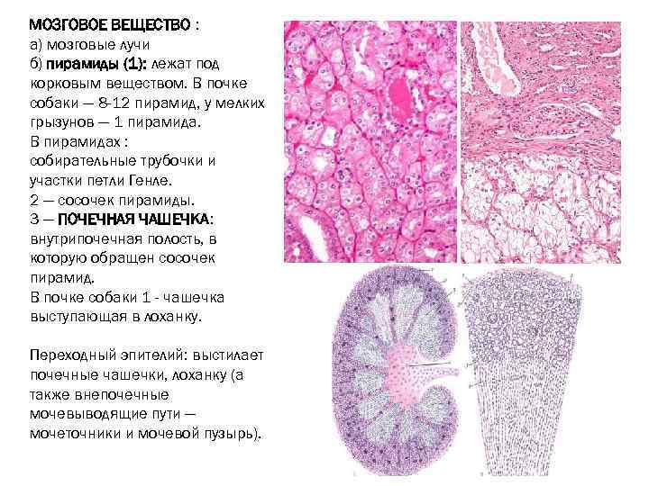 МОЗГОВОЕ ВЕЩЕСТВО : а) мозговые лучи б) пирамиды (1): лежат под корковым веществом. В