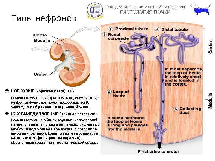 КАФЕДРА БИОЛОГИИ И ОБЩЕЙ ПАТОЛОГИИ Типы нефронов v КОРКОВЫЕ (короткая петля) 80% Почечные тельца