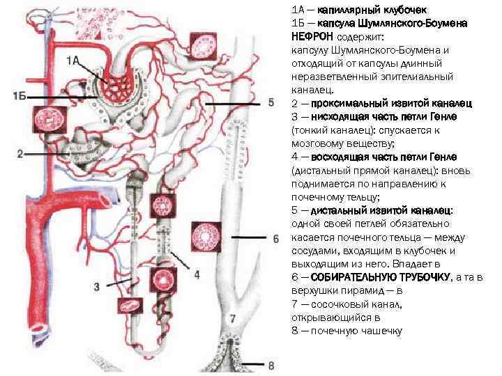 Схема строения и кровоснабжение нефрона