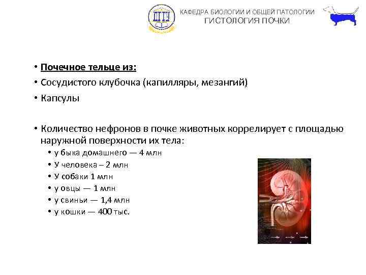 КАФЕДРА БИОЛОГИИ И ОБЩЕЙ ПАТОЛОГИИ ГИСТОЛОГИЯ ПОЧКИ • Почечное тельце из: • Сосудистого клубочка