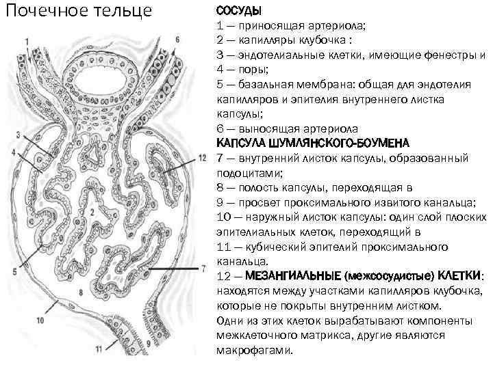 Базальная мембрана клубочка. Базальная мембрана нефрона почек. Почечное тельце строение гистология. Функция подоцитов почки. Клубочек нефрона гистология.