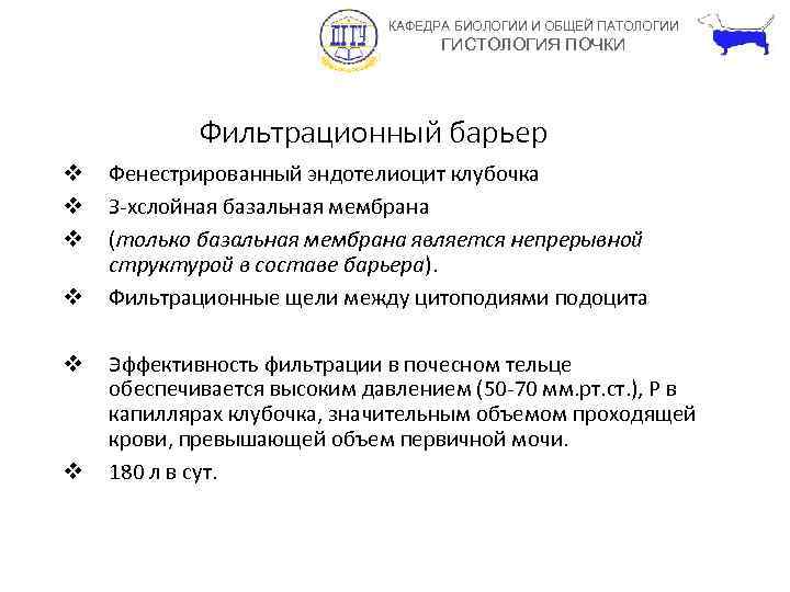 КАФЕДРА БИОЛОГИИ И ОБЩЕЙ ПАТОЛОГИИ ГИСТОЛОГИЯ ПОЧКИ Фильтрационный барьер v v v Фенестрированный эндотелиоцит