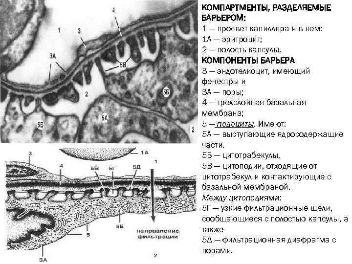 КОМПАРТМЕНТЫ, РАЗДЕЛЯЕМЫЕ БАРЬЕРОМ: 1 — просвет капилляра и в нем: 1 А — эритроцит;