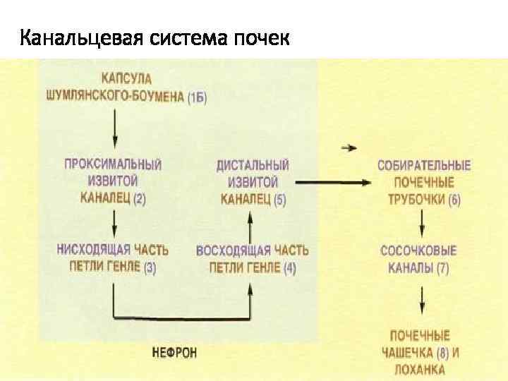 Канальцевая система почек 