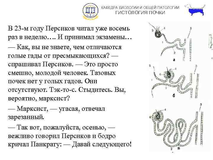 КАФЕДРА БИОЛОГИИ И ОБЩЕЙ ПАТОЛОГИИ ГИСТОЛОГИЯ ПОЧКИ В 23 -м году Персиков читал уже