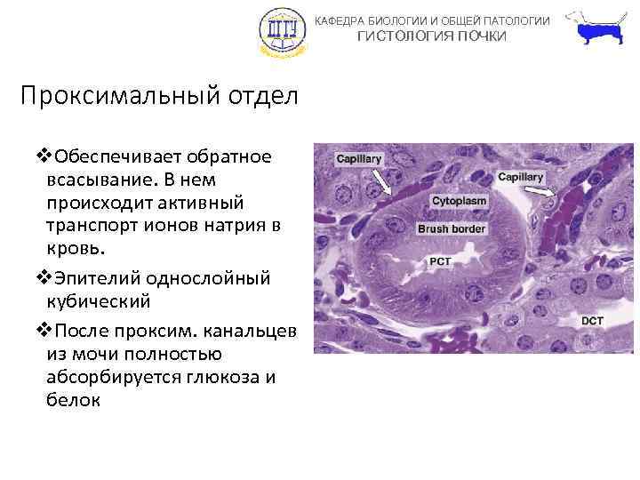 КАФЕДРА БИОЛОГИИ И ОБЩЕЙ ПАТОЛОГИИ ГИСТОЛОГИЯ ПОЧКИ Проксимальный отдел v. Обеспечивает обратное всасывание. В