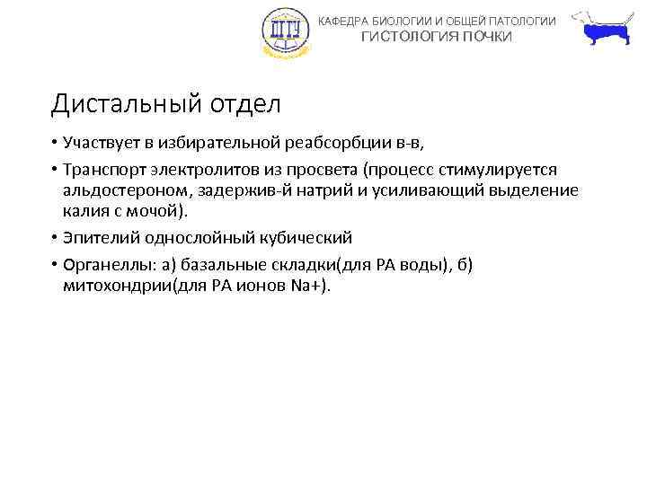 КАФЕДРА БИОЛОГИИ И ОБЩЕЙ ПАТОЛОГИИ ГИСТОЛОГИЯ ПОЧКИ Дистальный отдел • Участвует в избирательной реабсорбции