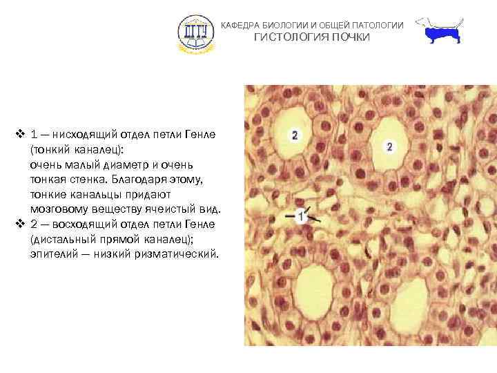 КАФЕДРА БИОЛОГИИ И ОБЩЕЙ ПАТОЛОГИИ ГИСТОЛОГИЯ ПОЧКИ v 1 — нисходящий отдел петли Генле