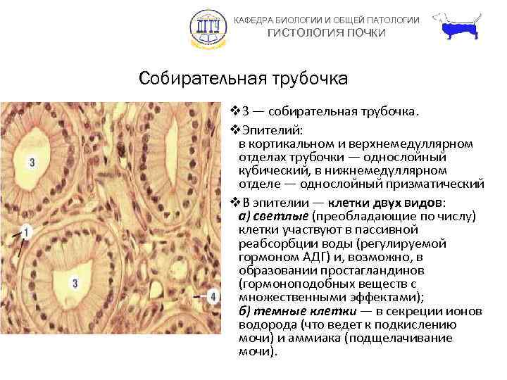 КАФЕДРА БИОЛОГИИ И ОБЩЕЙ ПАТОЛОГИИ ГИСТОЛОГИЯ ПОЧКИ Собирательная трубочка v 3 — собирательная трубочка.