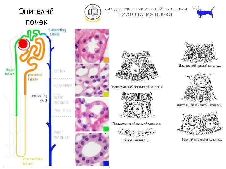 Эпителий почек КАФЕДРА БИОЛОГИИ И ОБЩЕЙ ПАТОЛОГИИ ГИСТОЛОГИЯ ПОЧКИ 